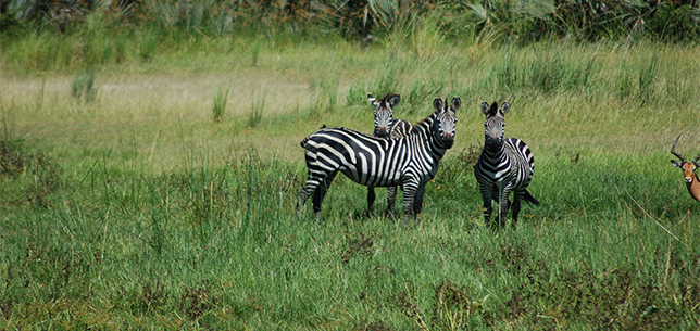 Three zebras in a field
